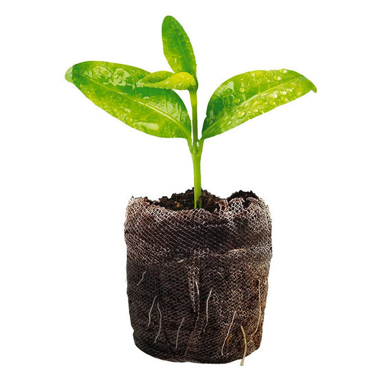 Kūdras tabletes (briketes) Ø 42 mm 15 gab Jiffy 