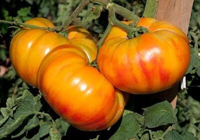 Tomāti BUFFALOSUN F1  3 gab Clause