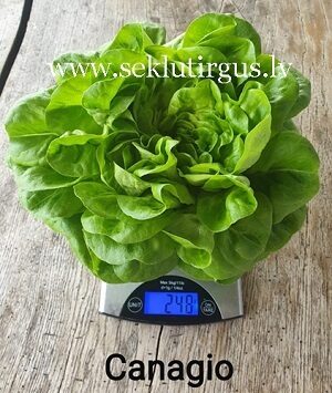 Salāti sviesta  CANAGIO 15 gran Syngenta