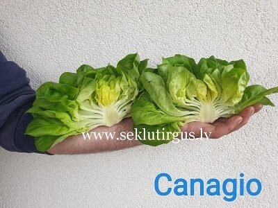 Salāti sviesta  CANAGIO 150 gran Syngenta
