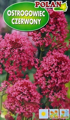 Sarkanā centrante OSTROGOWIEC CZERWONY 0.3 Polan