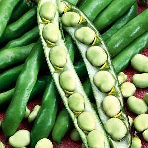 Pupas dārza  WHITE WINDSOR  100 g W.Legutko