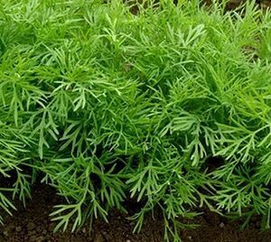 DILLES AMBROZJA 500 g PlantiCo