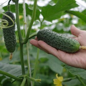 Gurķi Director F1 50 gab Nunhems