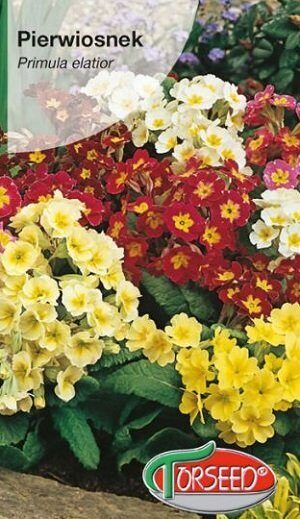 Dižā primula MIX 0.3 g Torseed A.P.