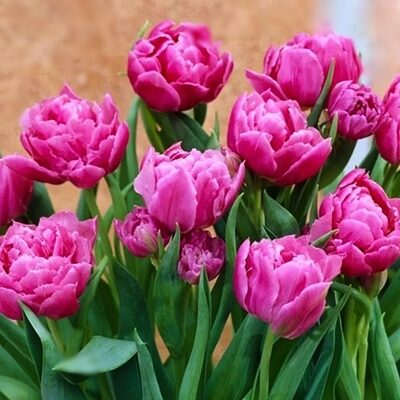 Tulpe pildītā DOUBLE PRICE 5 gab BENEX