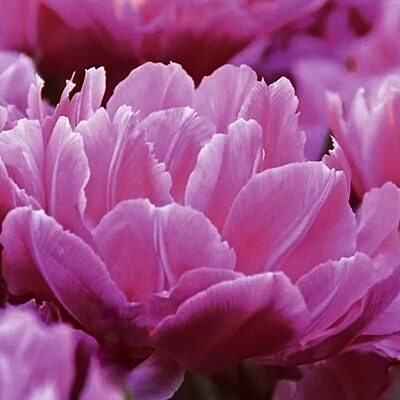 Tulpe pildītā DOUBLE PRICE 10 gab BENEX