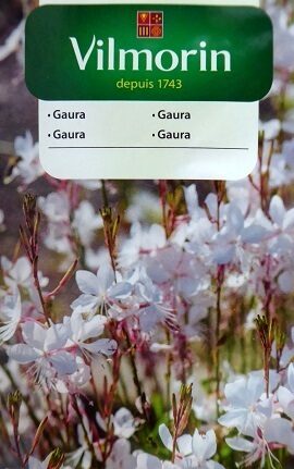 Lindheimera Baltā gaura 0.4 g Vilmorin