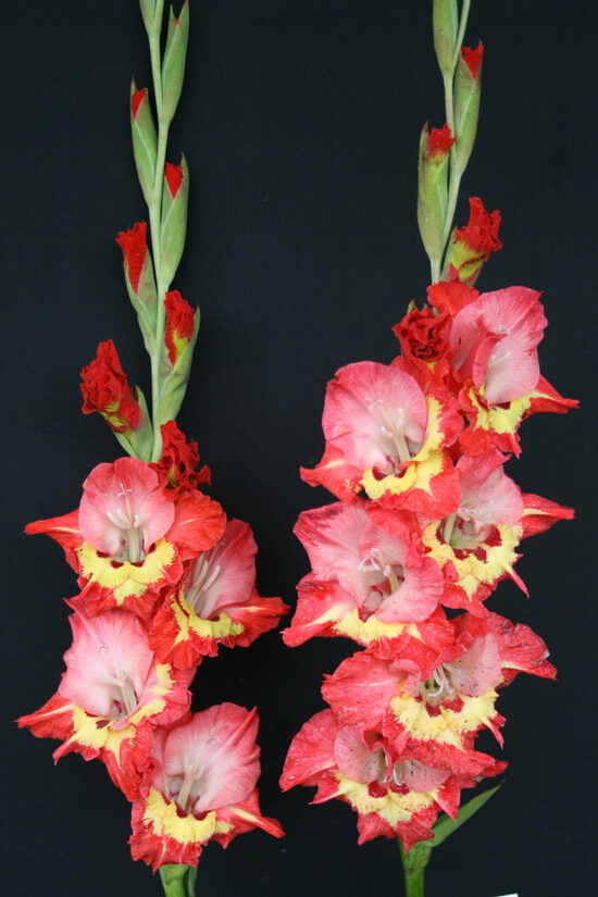  Gladiolas 449 Ketija​  5 gab