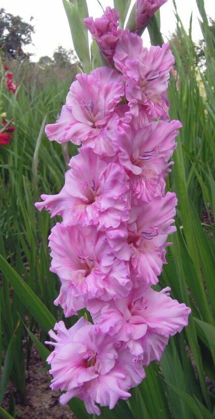  Gladiolas 473 My Style  5 gab