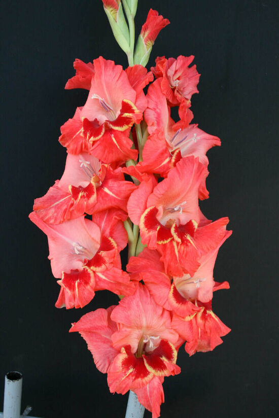  Gladiolas 439 Tauriņdeja 5 gab