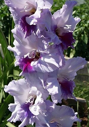  Gladiolas  483 Goluboj pulsar  5 gab