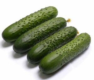 Gurķi SPINO F1  50 gab Syngenta