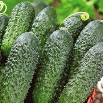 Gurķi Director F1 10 gab Nunhems