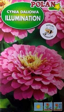 Cinnijas dāliju Illumination 1 g Polan
