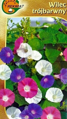Trīskrāsainā ipomeja WILEC TROJBARWNI 3 g Rekwiat