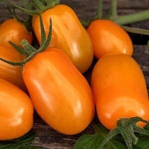 Tomāti KAJSA SWEET F1  30 gab Argenta Seed