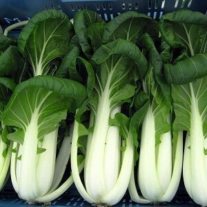 Āzijas kāposts Pak Choi Bopak F1 200 gab Bejo