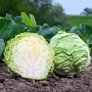 Kāposti KEVIN F1 300 gab Syngenta