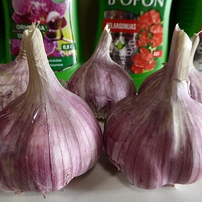 Ķiploki ziemas 1 kg Latvija   50/60