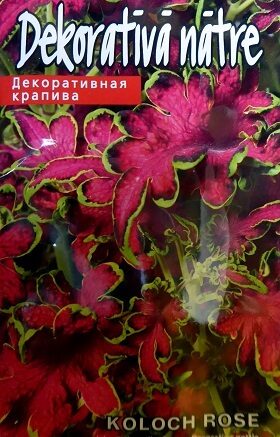     Koleus (Skaistnātrīte) COLOCH ROSE 10 gab Kurzemes Sēklas