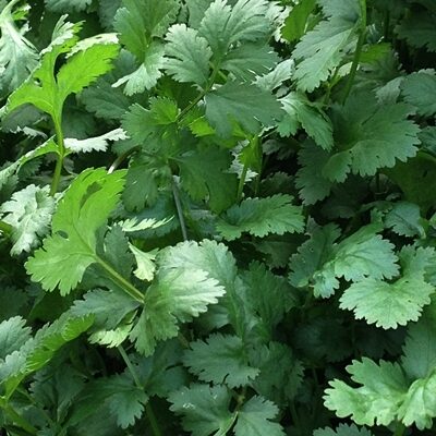 Koriandrs SANTO F1 10 g Sakata