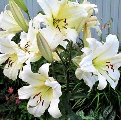 Lilija OT PRETTY WOMEN 1 gab Junior