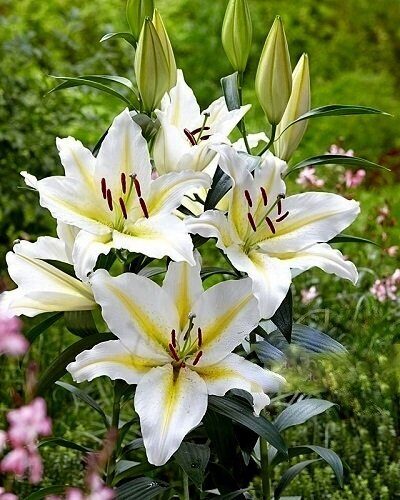 Lilija OR CHILL OUT 1 gab  Junior