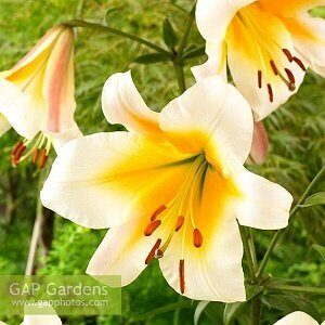 Lilija OT MISS PECULIAR 2 gab iepakojumā Benex