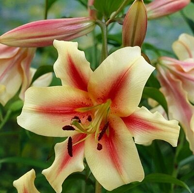 Lilija OT LAVON 1 gab Junior