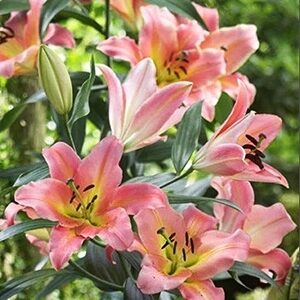 Lilija OT ON STAGE 1 gab Junior