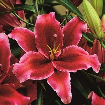 Lilija OR RIO NEGRO 1 gab Junior