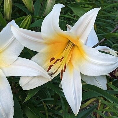 Lilija OT HIGH TEA 1 gab Junior