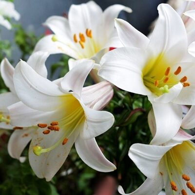 Lilija WHITE PLANET  1 gab  Junior