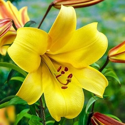 Lilija YELLOW PLANET  1 gab  Junior