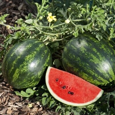 Arbūzi MINI LOVE F1 15 gab Clause