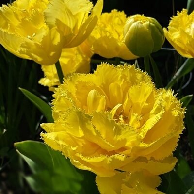 Tulpe bārkstainā pildītā MON AMOUR 5 gab BENEX