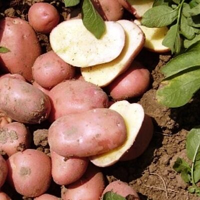 Sēklas kartupeļi Monte Carlo Holande