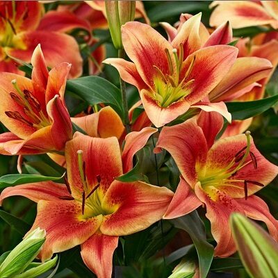 Lilija OT MONTEGO BAY 2 gab iepakojumā  Benex