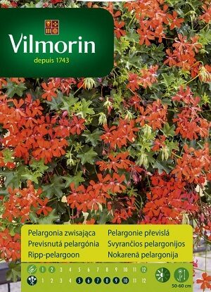 Nokarenā pelargonija sarkana 7 gab Vilmorin
