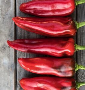 Paprika CORINTO  F1 4 gab Agrimatco