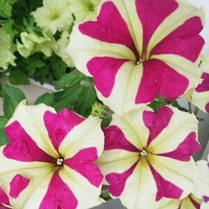 Petūnijas Sophistica® Lime Bicolor F1  5 gab PanAmerican Seed