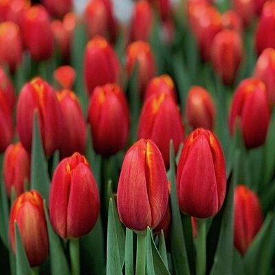 Tulpe triumfa POWER PLAY 10 gab BENEX