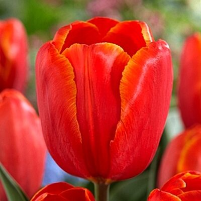 Tulpe triumfa POWER PLAY 5 gab BENEX