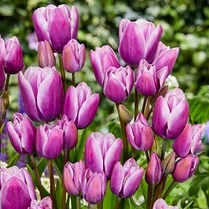Tulpe triumfa Purple Elegance 5 gab iepakojumā JUNIOR