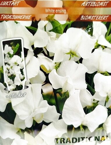 Puķuzirņi smaržīgie balti White ensing 2 g Seklos