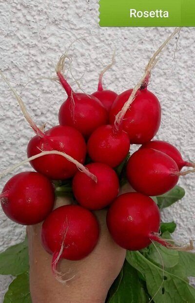 Redīsi ROSETTA F1  apm. 300 gab Bejo