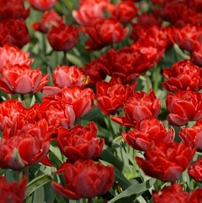 Tulpe pildītā RED PRINCESS 10 gab BENEX
