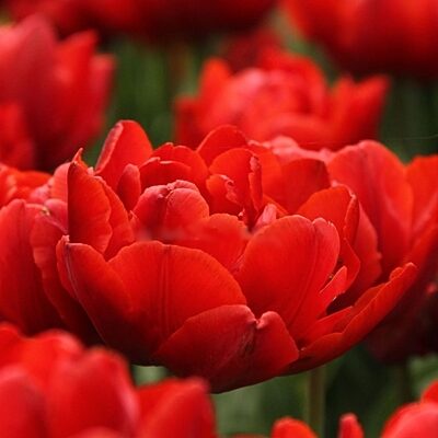 Tulpe pildītā RED PRINCESS 5 gab BENEX