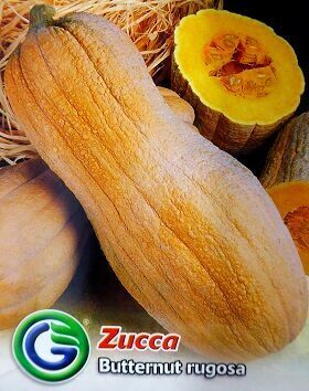 Ķirbji sviesta Butternut rugosa 3.5 g Galassi Sementi A.P.